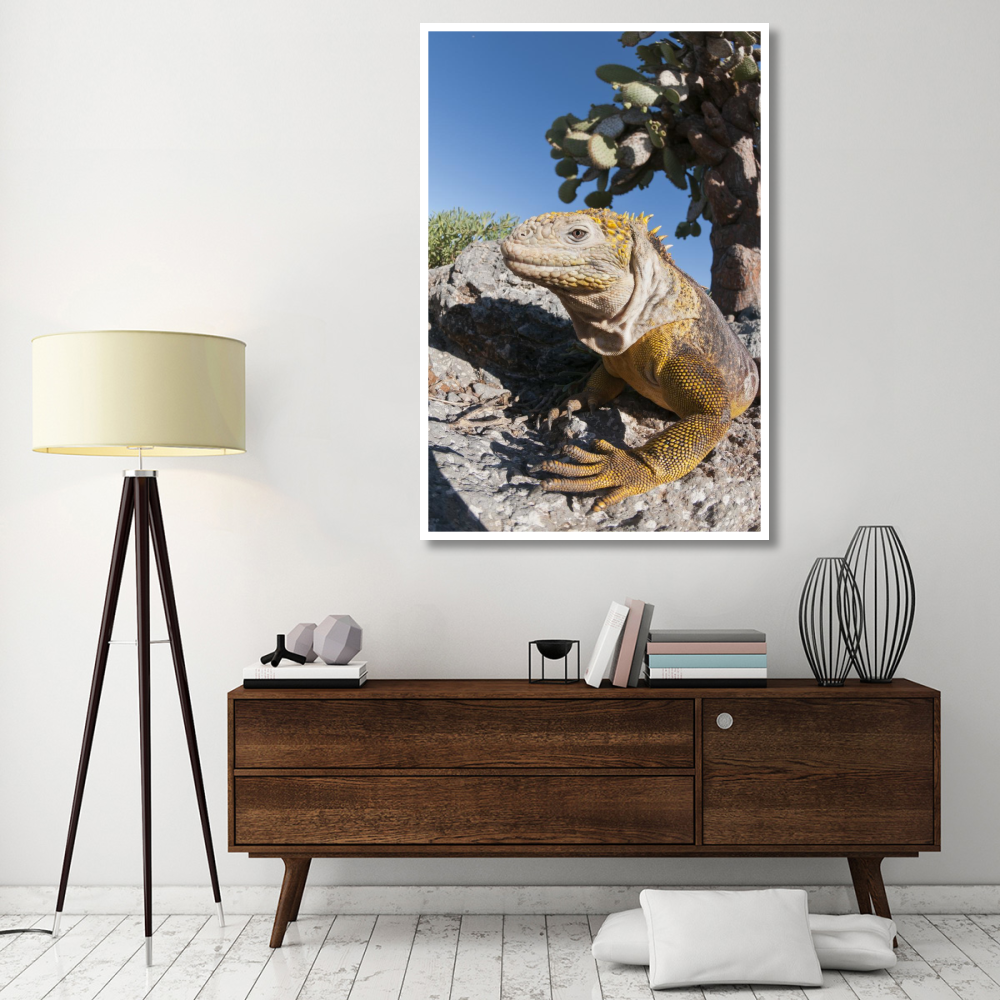Galapagos Land Iguana basking, Galapagos Islands, Ecuador-Paper Art-42&quotx62"