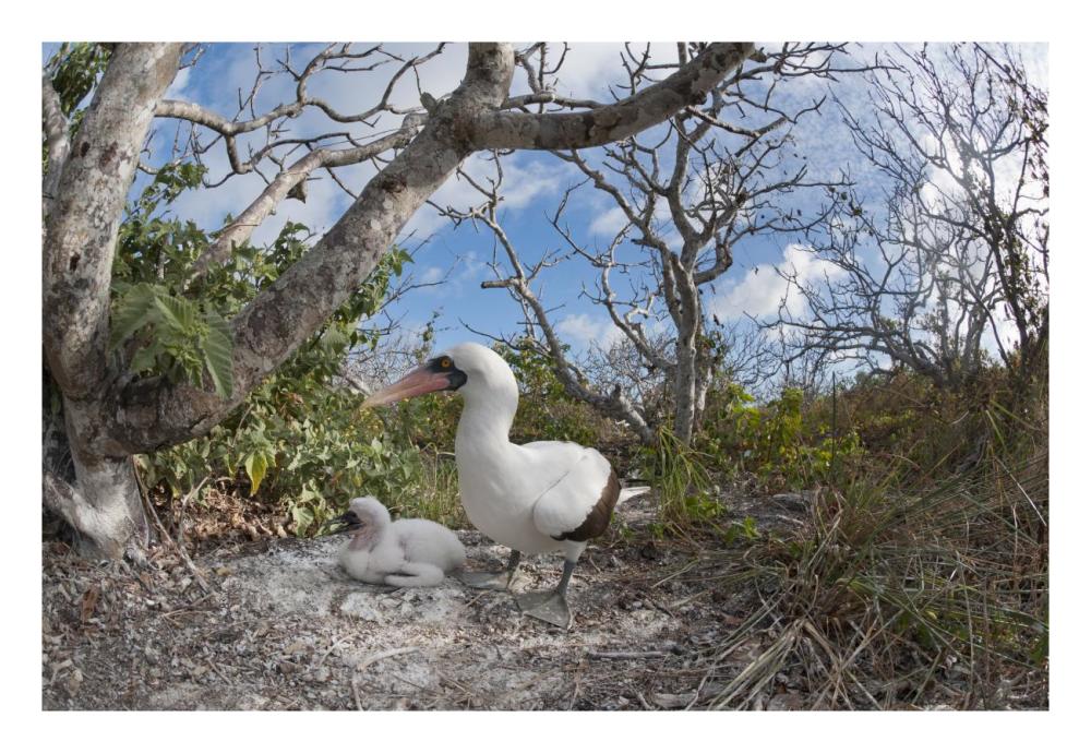 Nazca Booby with chick in nest, Galapagos Islands, Ecuador-Paper Art-26"x18"