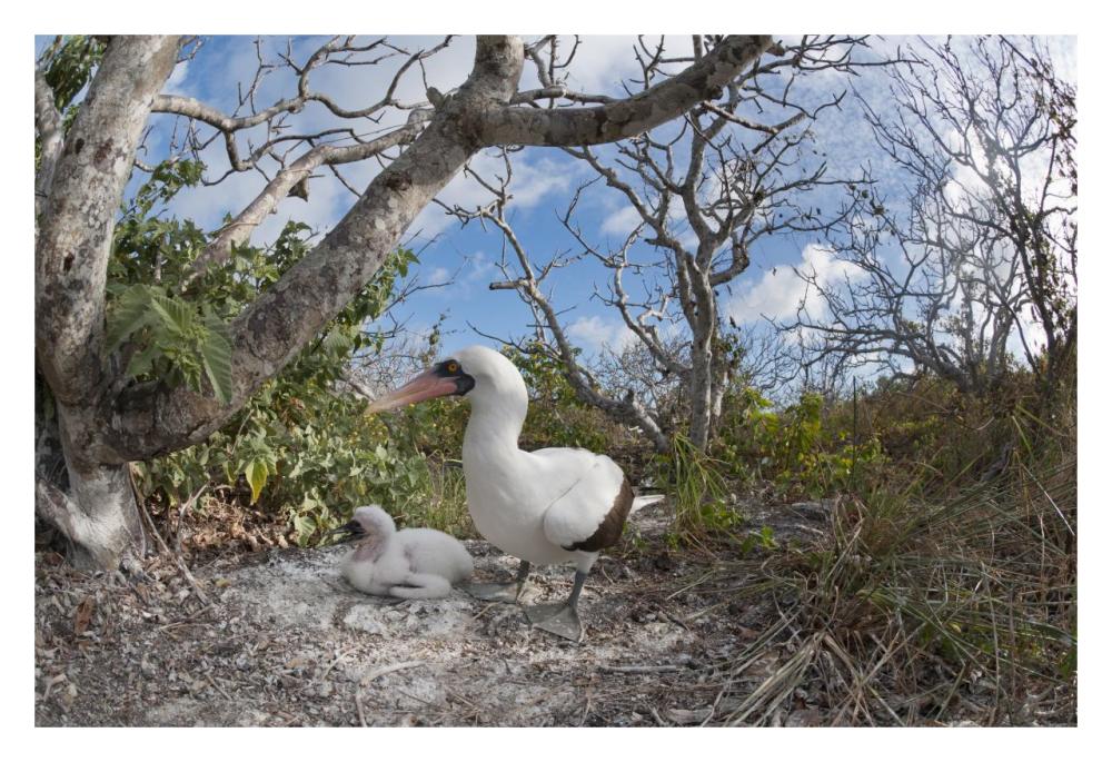 Nazca Booby with chick in nest, Galapagos Islands, Ecuador-Paper Art-32"x22"
