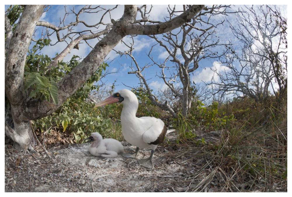 Nazca Booby with chick in nest, Galapagos Islands, Ecuador-Paper Art-62"x42"