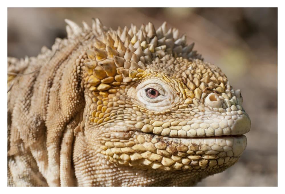 Galapagos Land Iguana portrait, Galapagos Islands, Ecuador-Paper Art-20"x14"