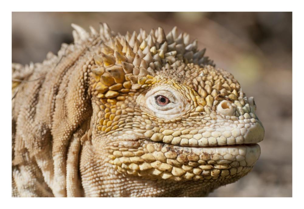 Galapagos Land Iguana portrait, Galapagos Islands, Ecuador-Paper Art-26"x18"