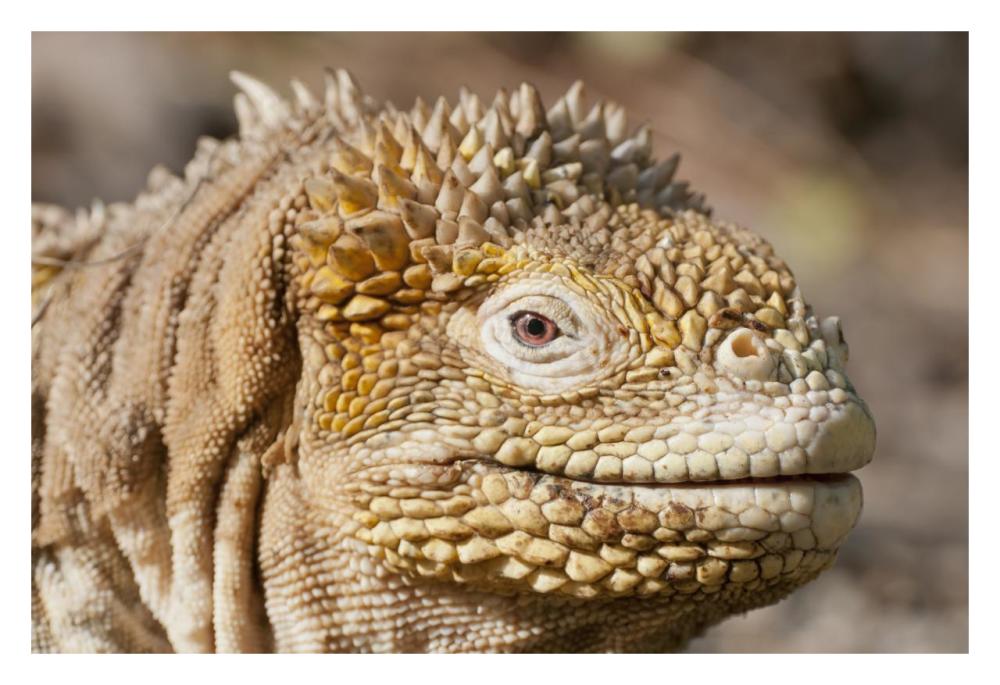Galapagos Land Iguana portrait, Galapagos Islands, Ecuador-Paper Art-32"x22"