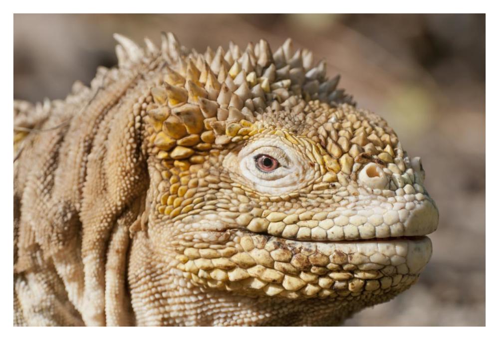 Galapagos Land Iguana portrait, Galapagos Islands, Ecuador-Paper Art-38"x26"