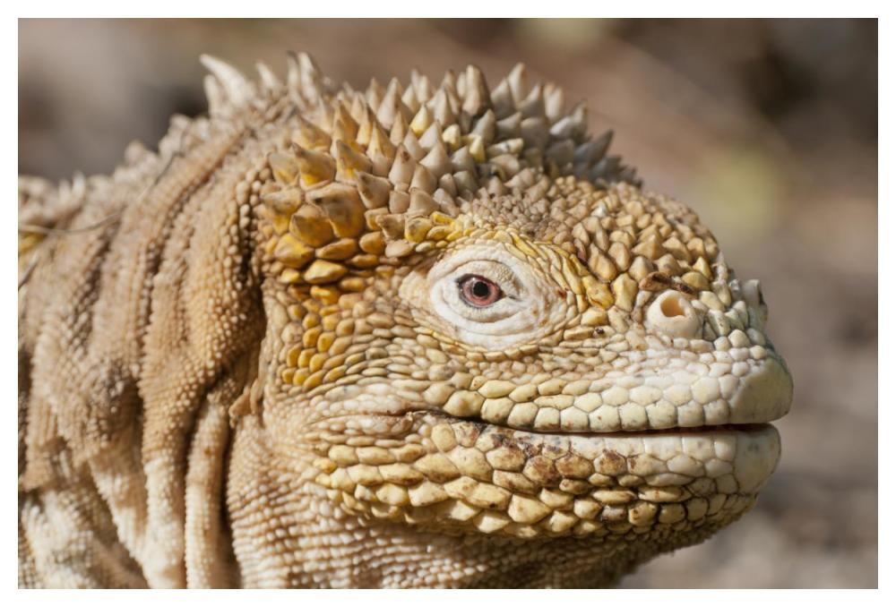 Galapagos Land Iguana portrait, Galapagos Islands, Ecuador-Paper Art-50"x34"