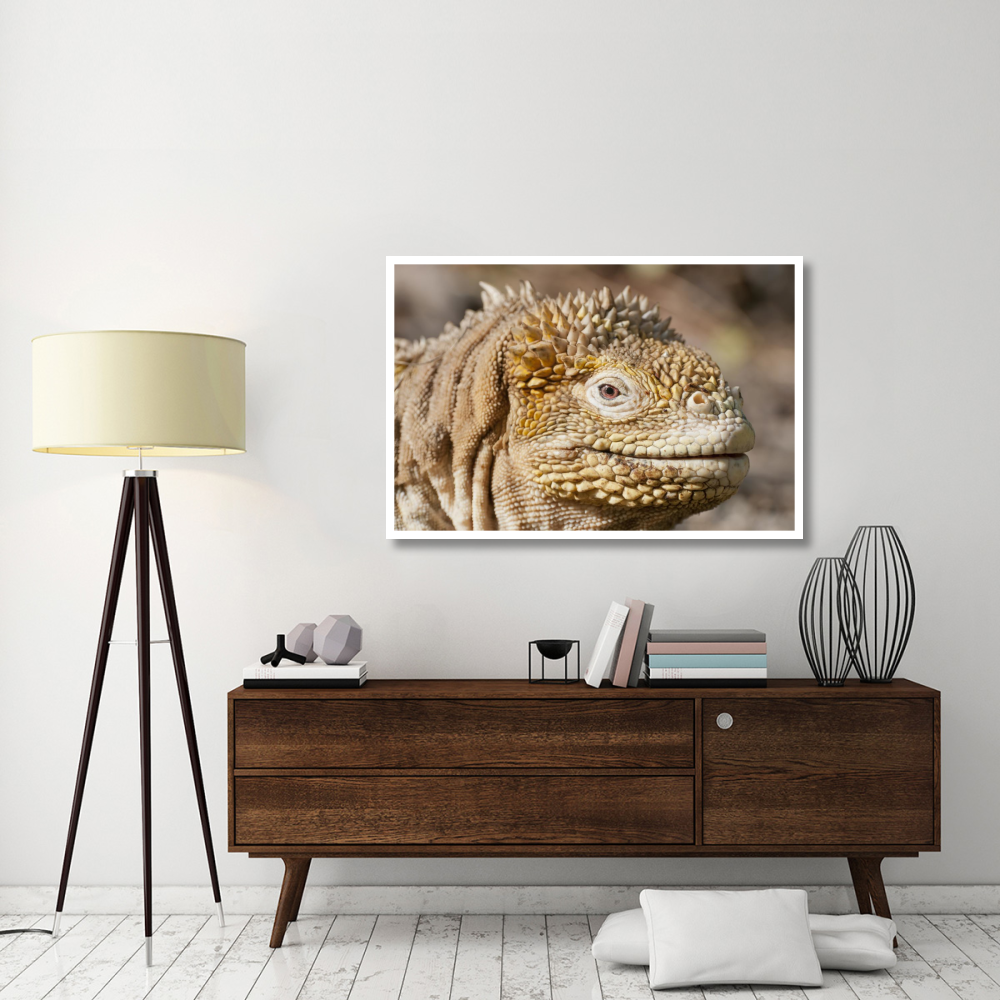 Galapagos Land Iguana portrait, Galapagos Islands, Ecuador-Paper Art-50&quotx34"