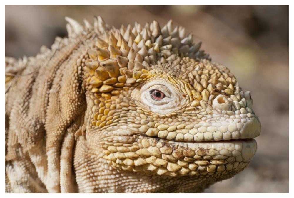 Galapagos Land Iguana portrait, Galapagos Islands, Ecuador-Paper Art-62"x42"
