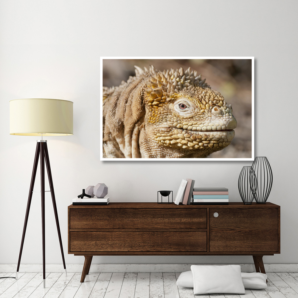 Galapagos Land Iguana portrait, Galapagos Islands, Ecuador-Paper Art-62&quotx42"