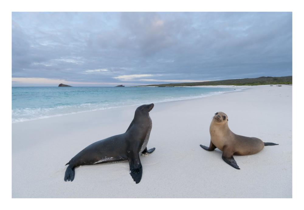 Galapagos Sea Lion pair on beach, Galapagos Islands, Ecuador-Paper Art-26"x18"