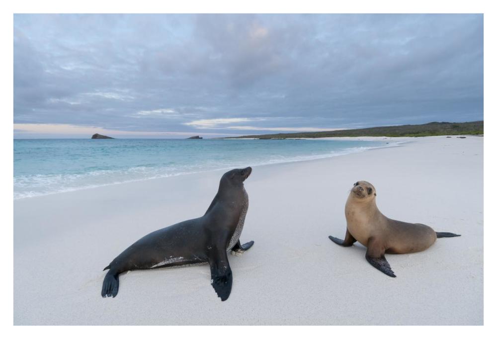 Galapagos Sea Lion pair on beach, Galapagos Islands, Ecuador-Paper Art-38"x26"