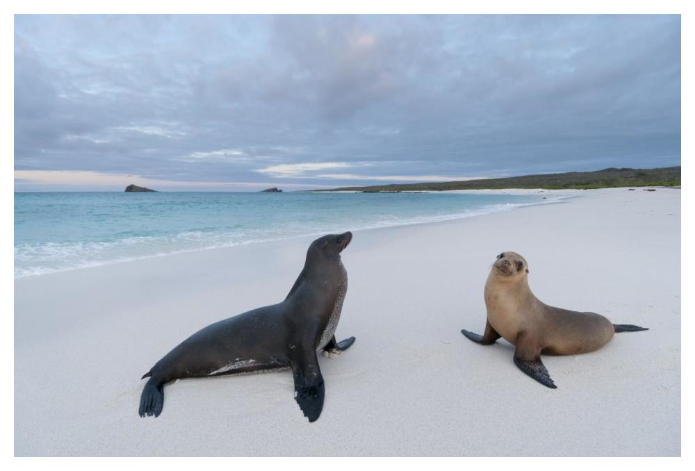Galapagos Sea Lion pair on beach, Galapagos Islands, Ecuador-Paper Art-50"x34"