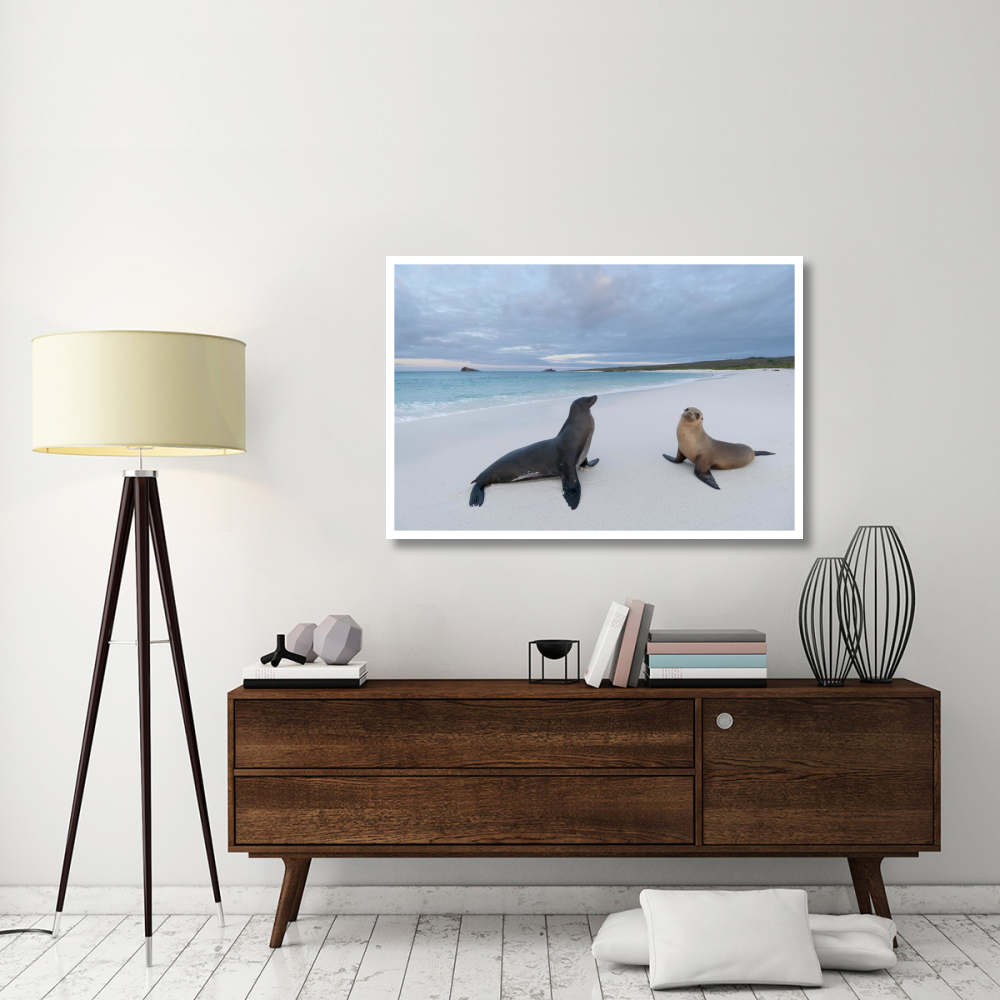 Galapagos Sea Lion pair on beach, Galapagos Islands, Ecuador-Paper Art-50&quotx34"