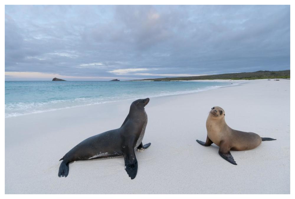 Galapagos Sea Lion pair on beach, Galapagos Islands, Ecuador-Paper Art-62"x42"
