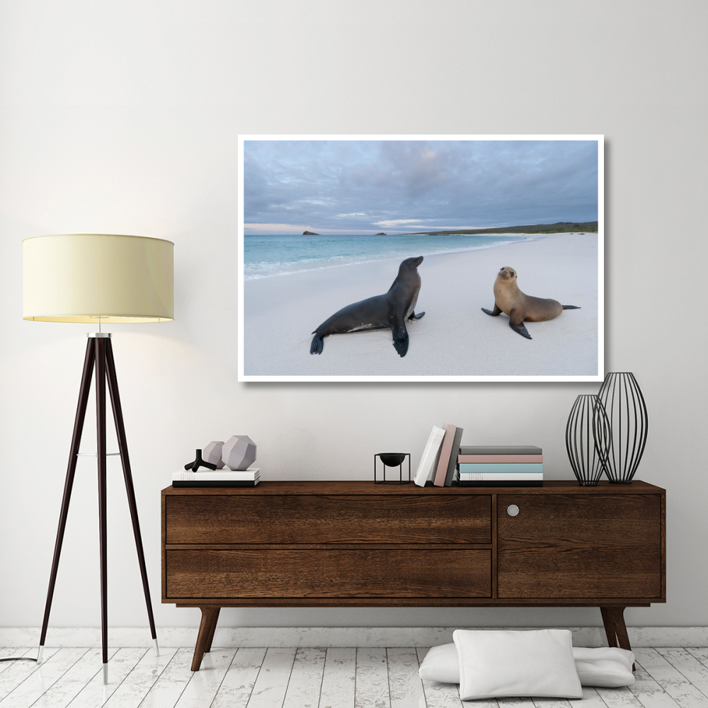 Galapagos Sea Lion pair on beach, Galapagos Islands, Ecuador-Paper Art-62&quotx42"