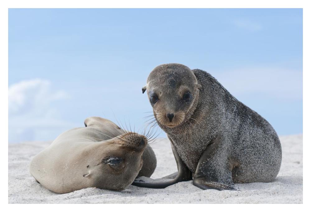 Galapagos Sea Lion female and pup, Galapagos Islands, Ecuador-Paper Art-20"x14"