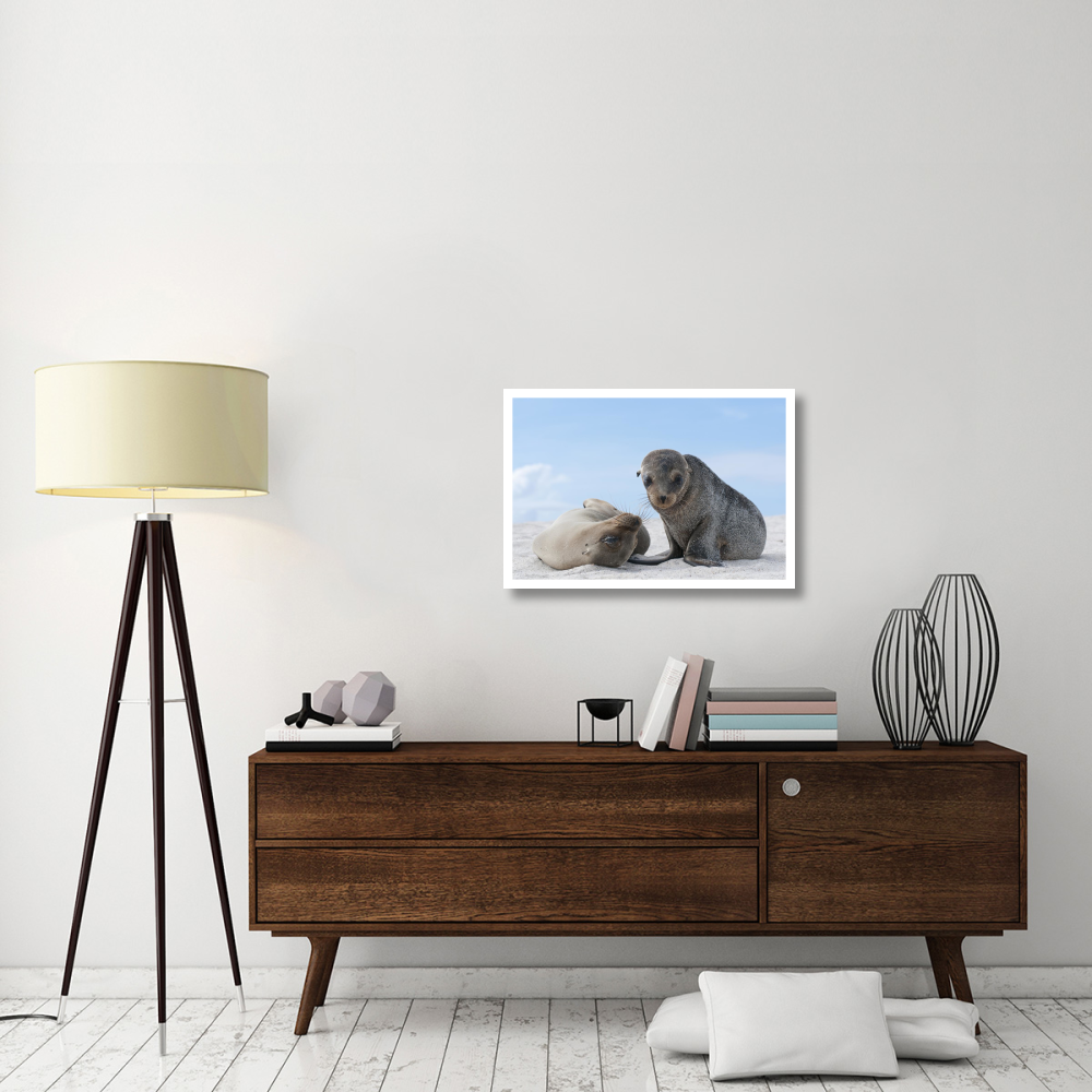 Galapagos Sea Lion female and pup, Galapagos Islands, Ecuador-Paper Art-32&quotx22"