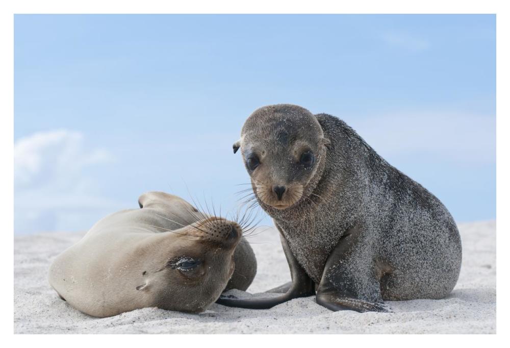 Galapagos Sea Lion female and pup, Galapagos Islands, Ecuador-Paper Art-38"x26"