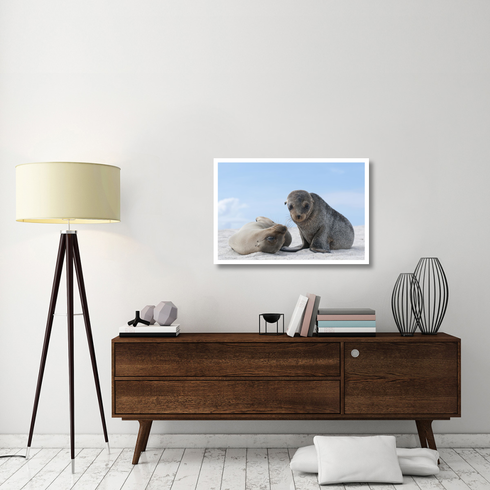 Galapagos Sea Lion female and pup, Galapagos Islands, Ecuador-Paper Art-38&quotx26"