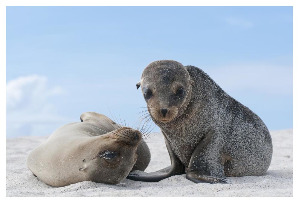 Galapagos Sea Lion female and pup, Galapagos Islands, Ecuador-Paper Art-50"x34"