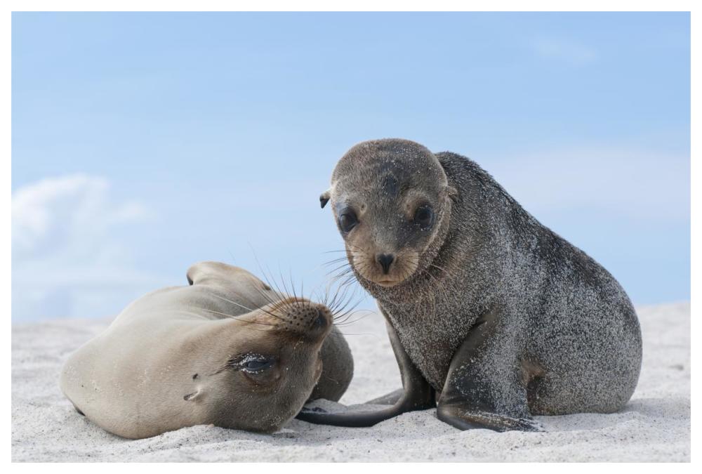 Galapagos Sea Lion female and pup, Galapagos Islands, Ecuador-Paper Art-62"x42"