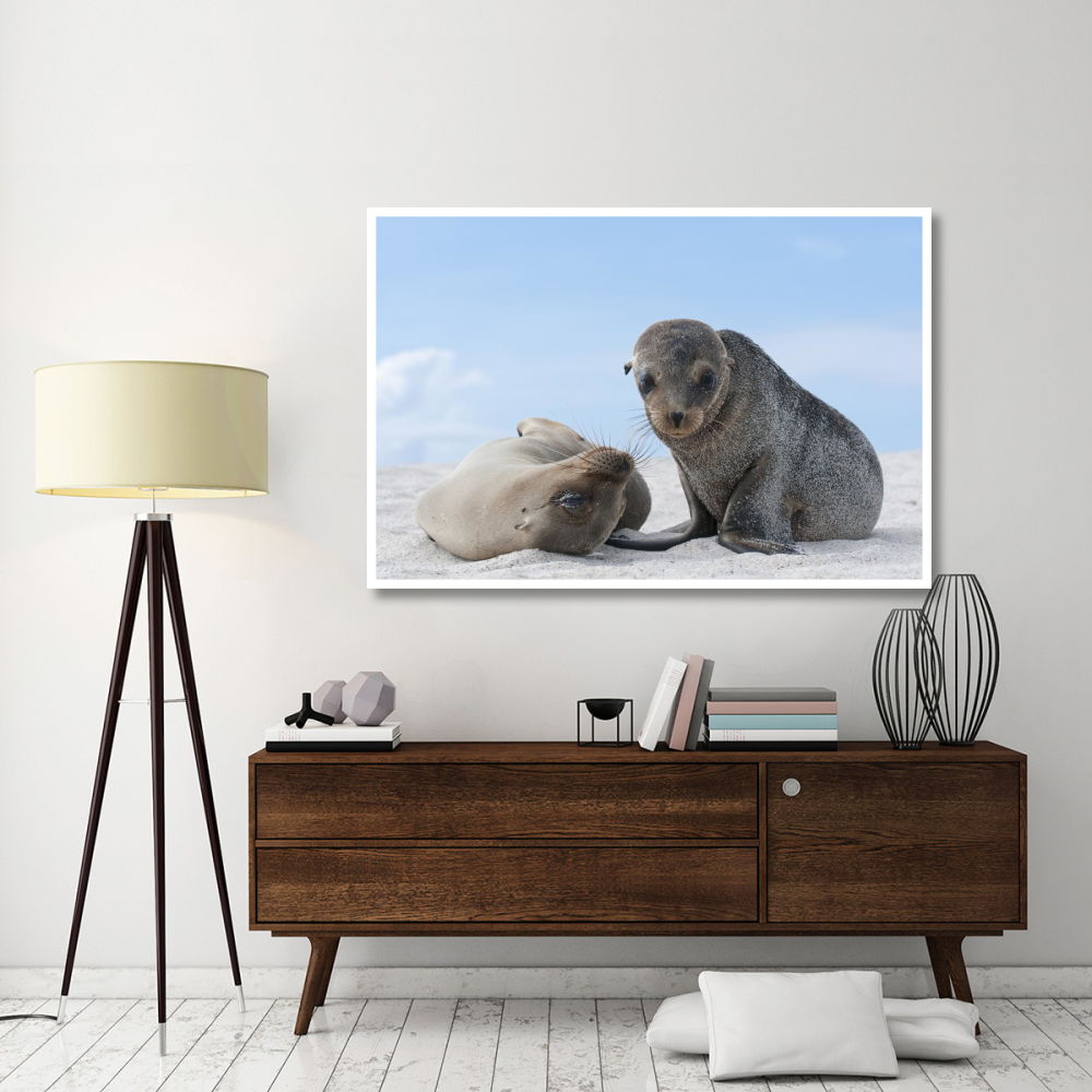 Galapagos Sea Lion female and pup, Galapagos Islands, Ecuador-Paper Art-62&quotx42"