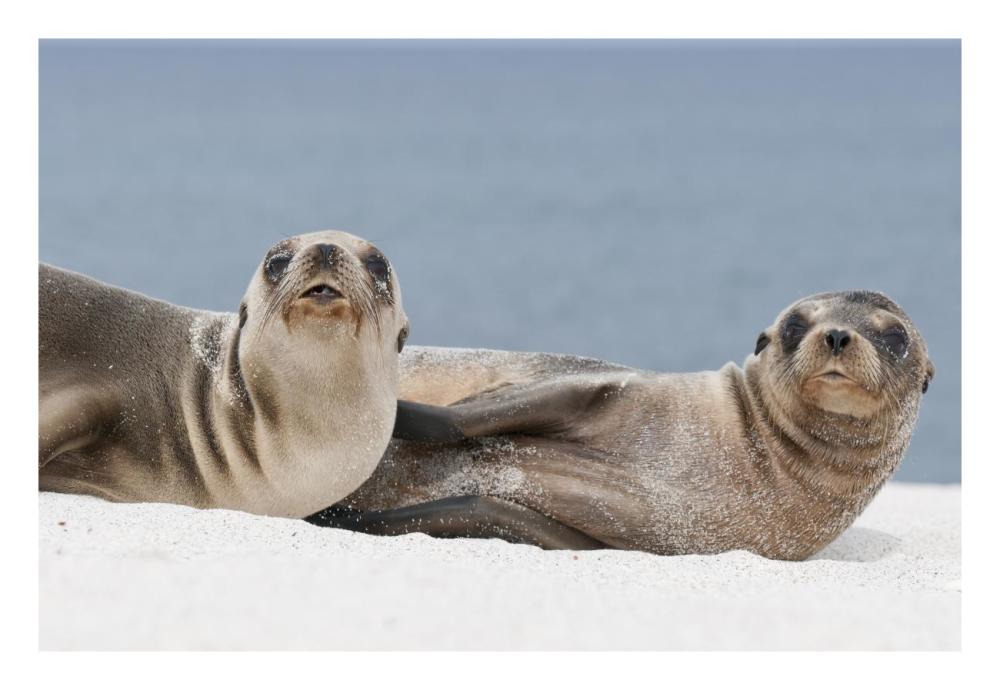 Galapagos Sea Lion females on beach, Galapagos Islands, Ecuador-Paper Art-26"x18"