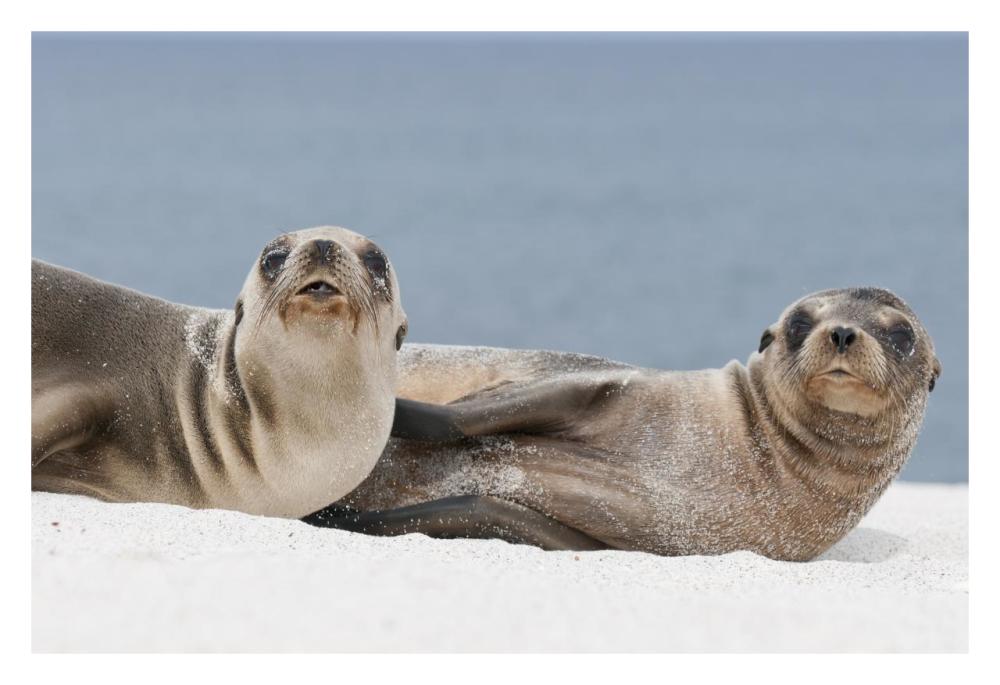 Galapagos Sea Lion females on beach, Galapagos Islands, Ecuador-Paper Art-32"x22"