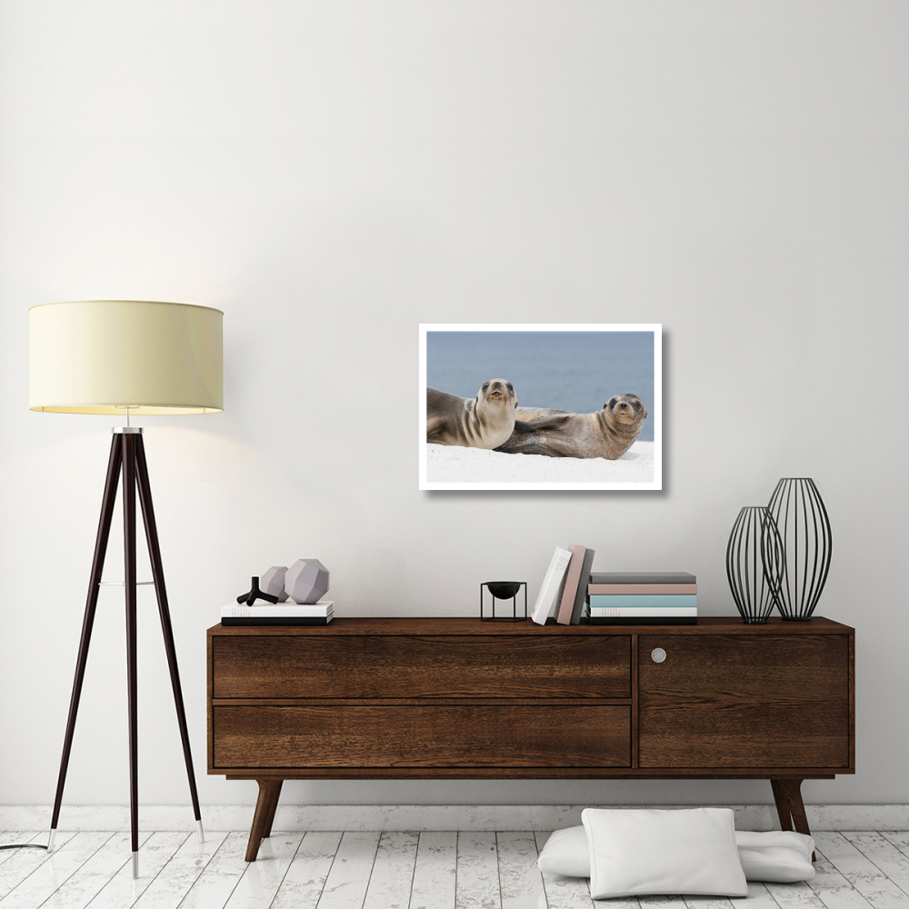 Galapagos Sea Lion females on beach, Galapagos Islands, Ecuador-Paper Art-32&quotx22"