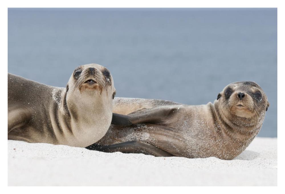 Galapagos Sea Lion females on beach, Galapagos Islands, Ecuador-Paper Art-38"x26"
