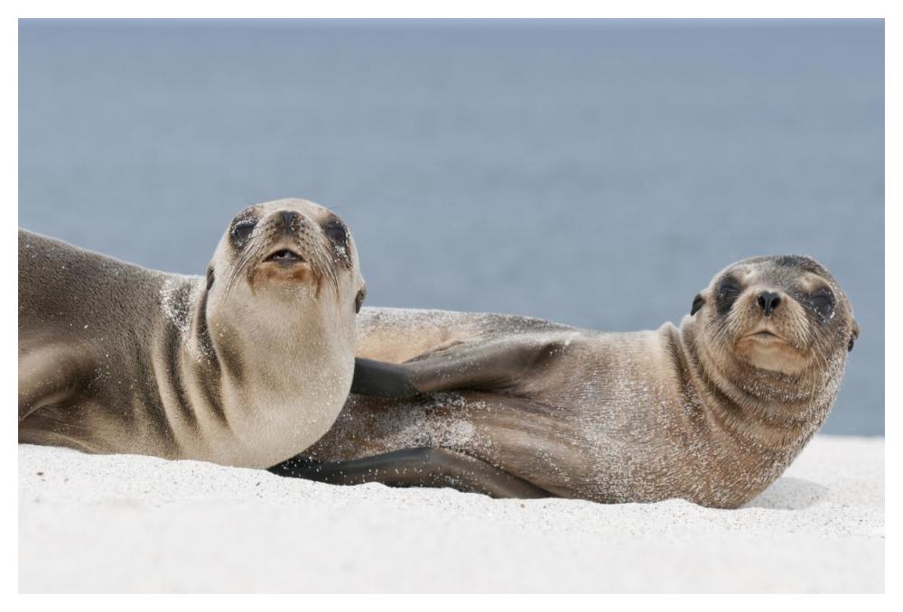 Galapagos Sea Lion females on beach, Galapagos Islands, Ecuador-Paper Art-50"x34"