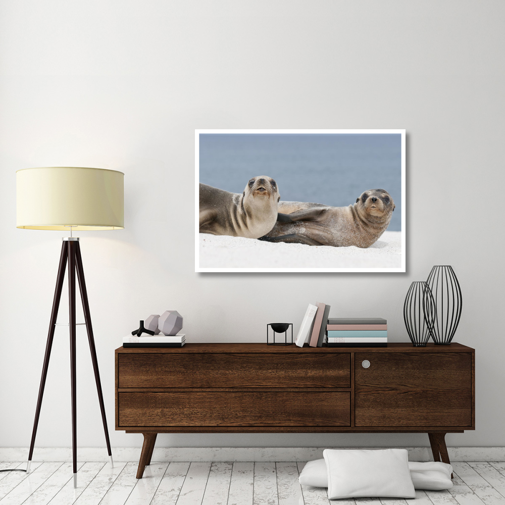 Galapagos Sea Lion females on beach, Galapagos Islands, Ecuador-Paper Art-50&quotx34"