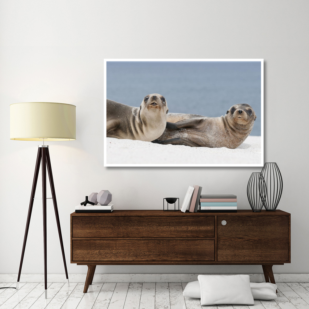 Galapagos Sea Lion females on beach, Galapagos Islands, Ecuador-Paper Art-62&quotx42"