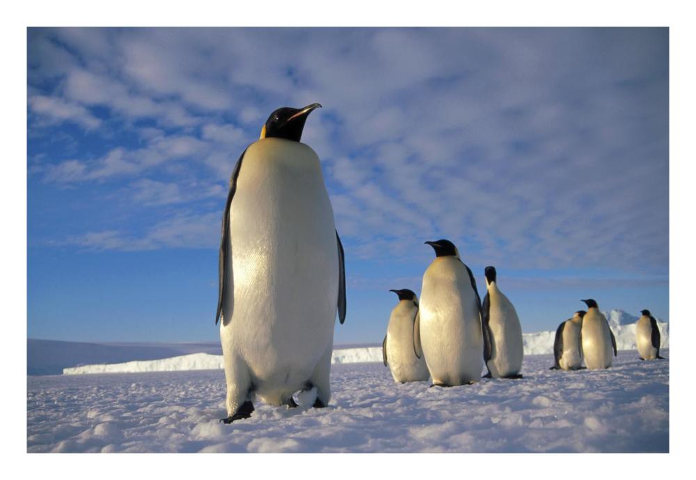 Emperor Penguin group, Kloa Point, Edward VIII Gulf, Antarctica-Paper Art-26"x18"