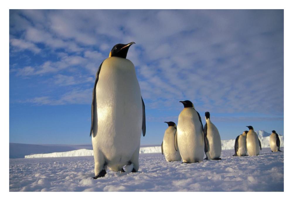 Emperor Penguin group, Kloa Point, Edward VIII Gulf, Antarctica-Paper Art-32"x22"