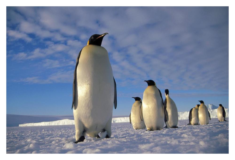 Emperor Penguin group, Kloa Point, Edward VIII Gulf, Antarctica-Paper Art-38"x26"