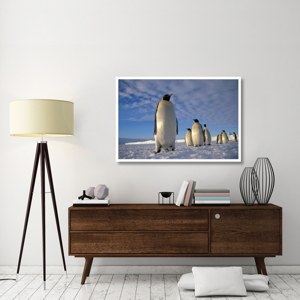 Emperor Penguin group, Kloa Point, Edward VIII Gulf, Antarctica-Paper Art-50&quotx34"