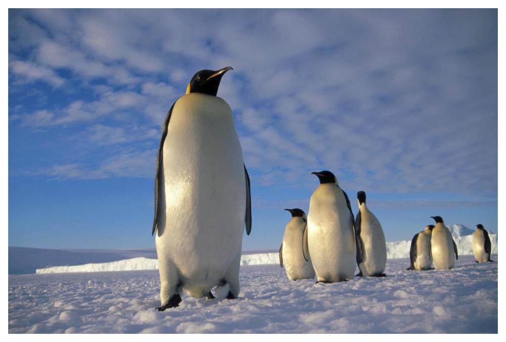 Emperor Penguin group, Kloa Point, Edward VIII Gulf, Antarctica-Paper Art-62"x42"