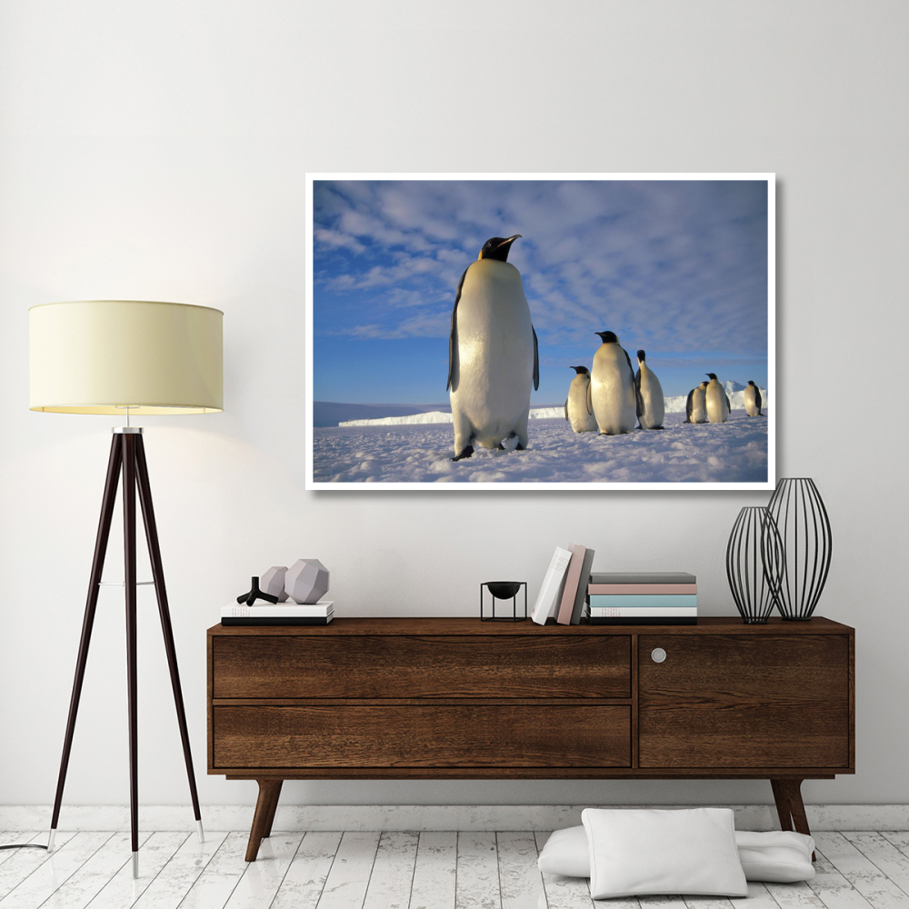 Emperor Penguin group, Kloa Point, Edward VIII Gulf, Antarctica-Paper Art-62&quotx42"