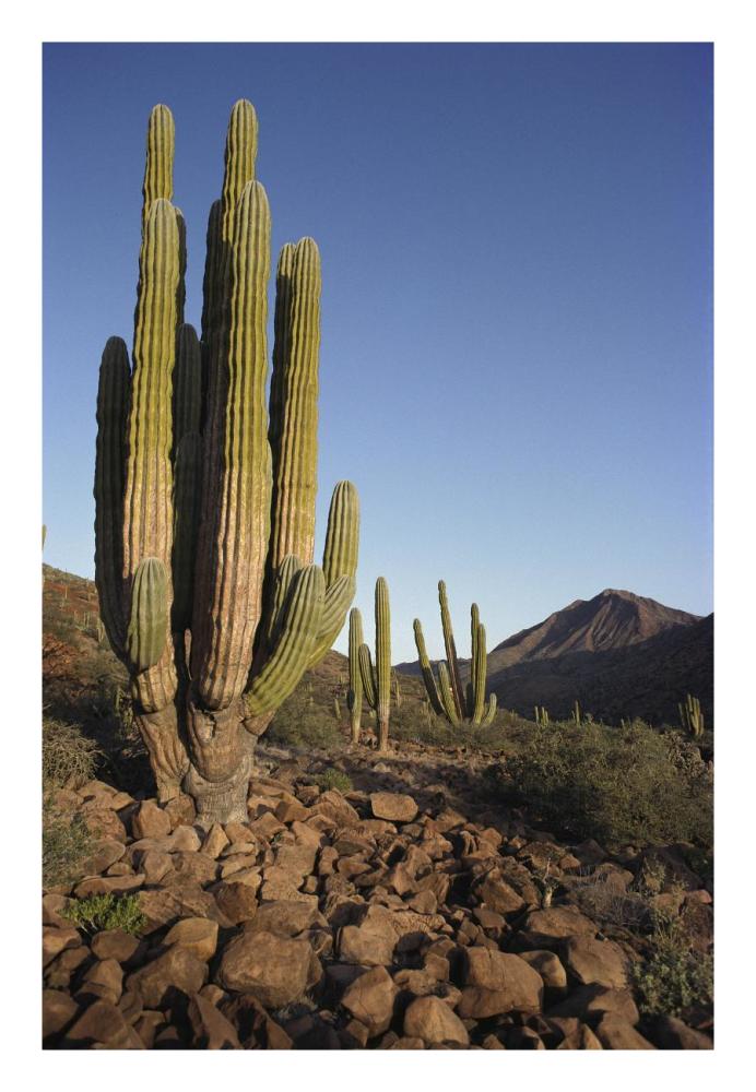 Cardon Cacti in dry arroyo, Sea of Cortez, Baja California, Mexico-Paper Art-18"x26"