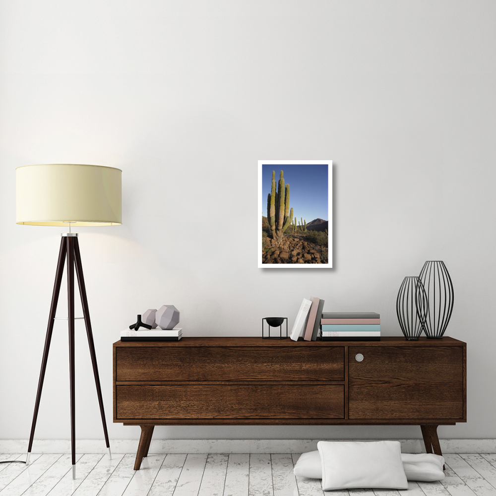 Cardon Cacti in dry arroyo, Sea of Cortez, Baja California, Mexico-Paper Art-18&quotx26"