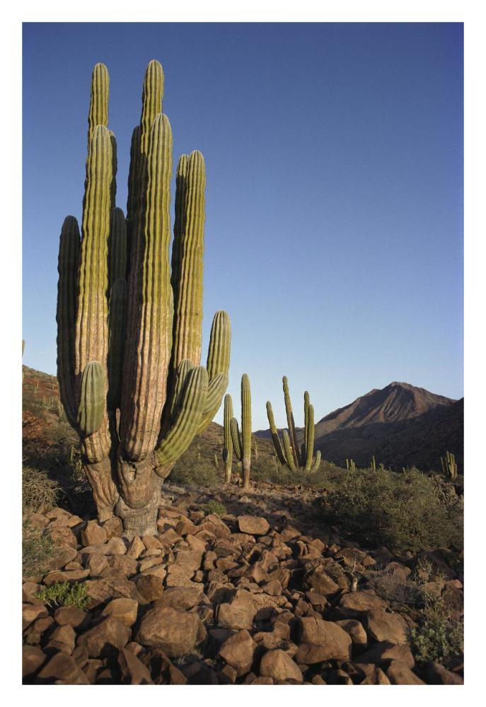 Cardon Cacti in dry arroyo, Sea of Cortez, Baja California, Mexico-Paper Art-22"x32"