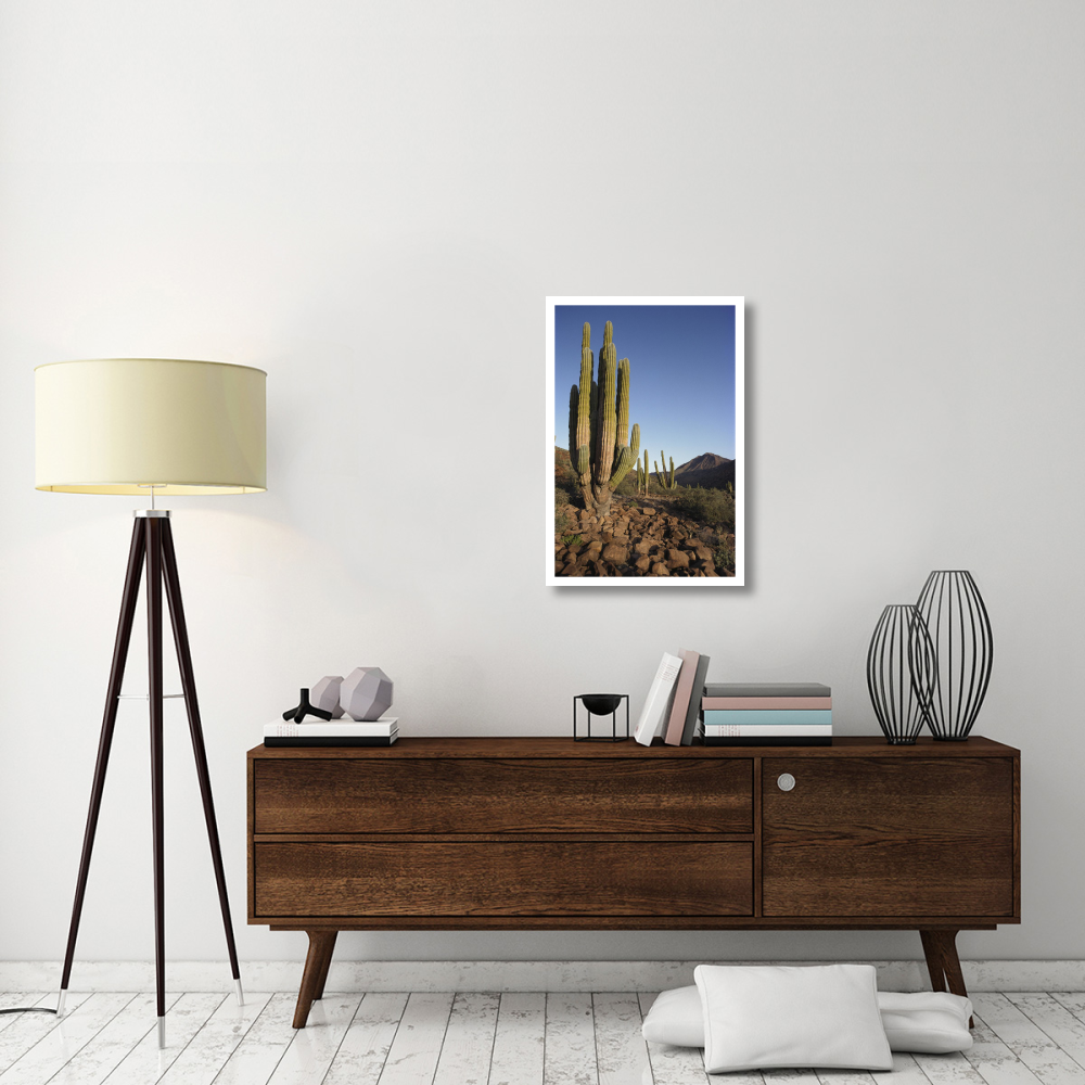 Cardon Cacti in dry arroyo, Sea of Cortez, Baja California, Mexico-Paper Art-22&quotx32"