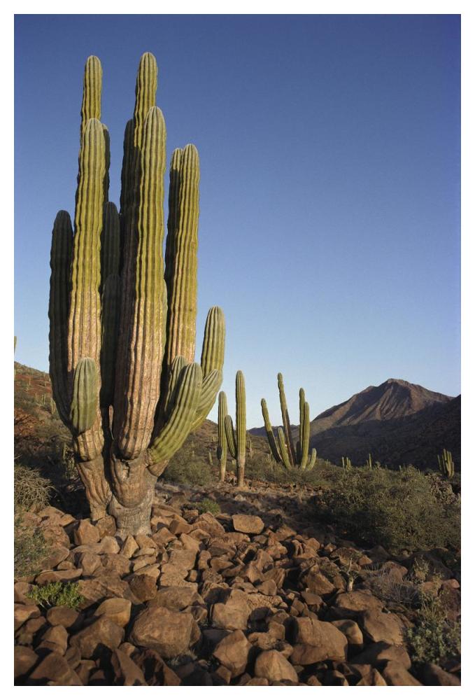 Cardon Cacti in dry arroyo, Sea of Cortez, Baja California, Mexico-Paper Art-34"x50"