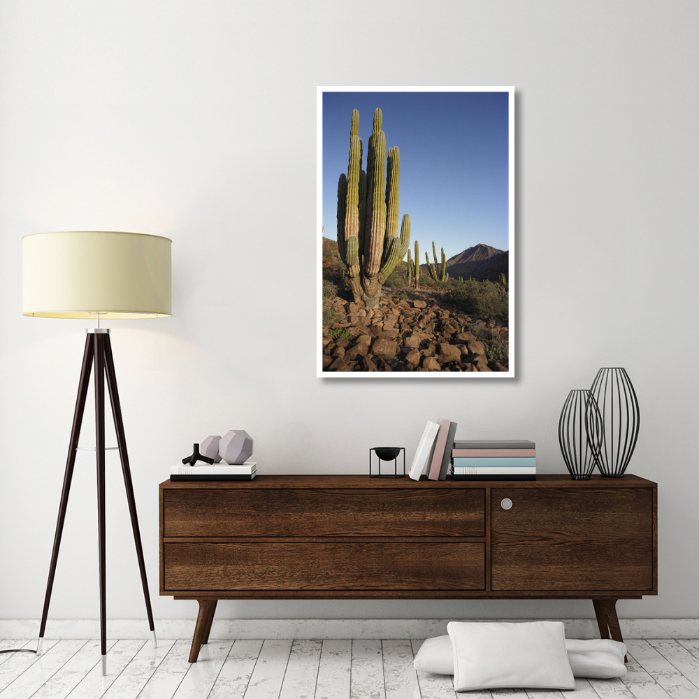 Cardon Cacti in dry arroyo, Sea of Cortez, Baja California, Mexico-Paper Art-34&quotx50"