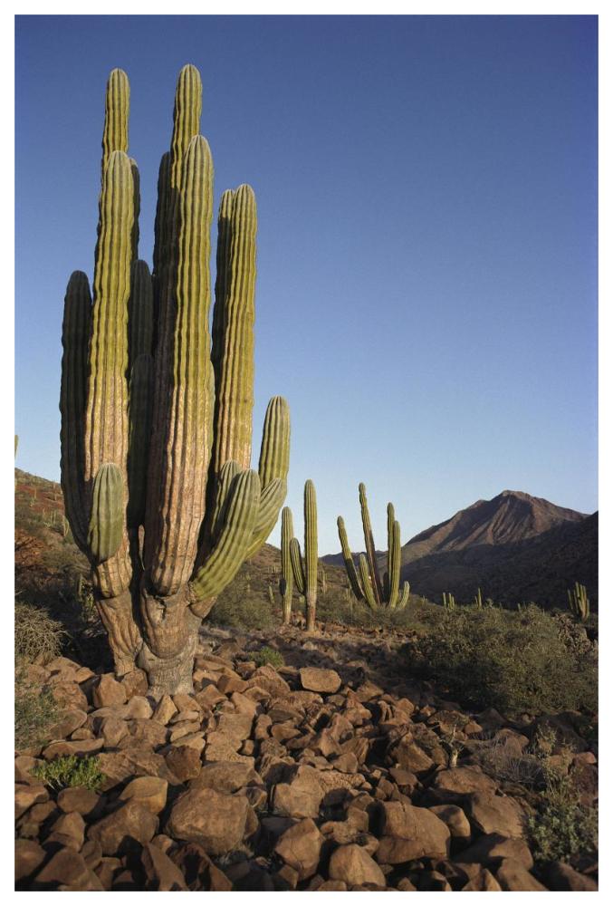 Cardon Cacti in dry arroyo, Sea of Cortez, Baja California, Mexico-Paper Art-42"x62"