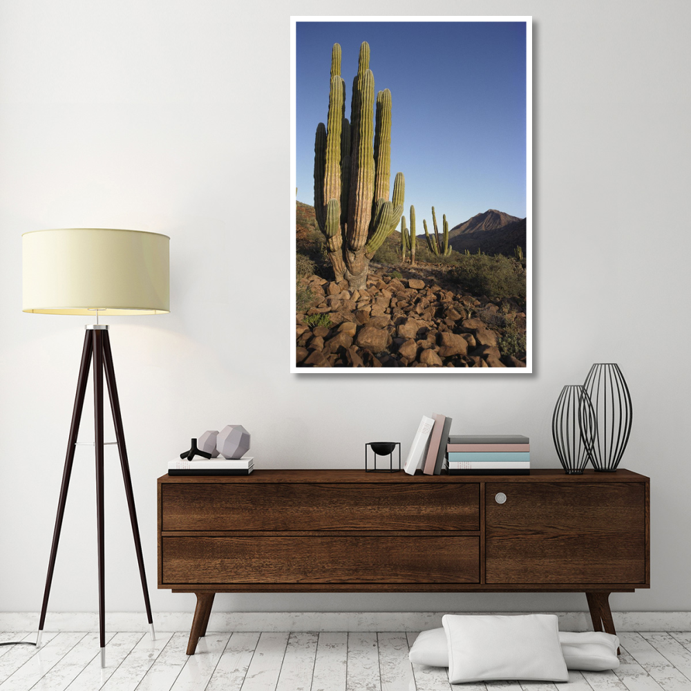 Cardon Cacti in dry arroyo, Sea of Cortez, Baja California, Mexico-Paper Art-42&quotx62"