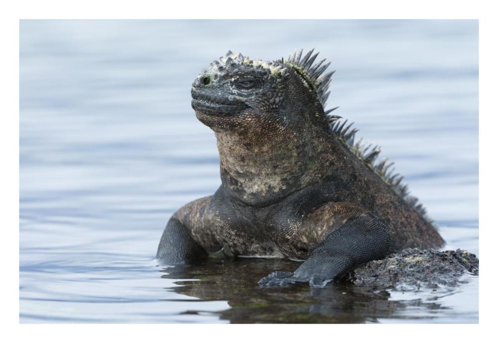 Marine Iguana on rock in shallow water, Galapagos Islands, Ecuador-Paper Art-26"x18"