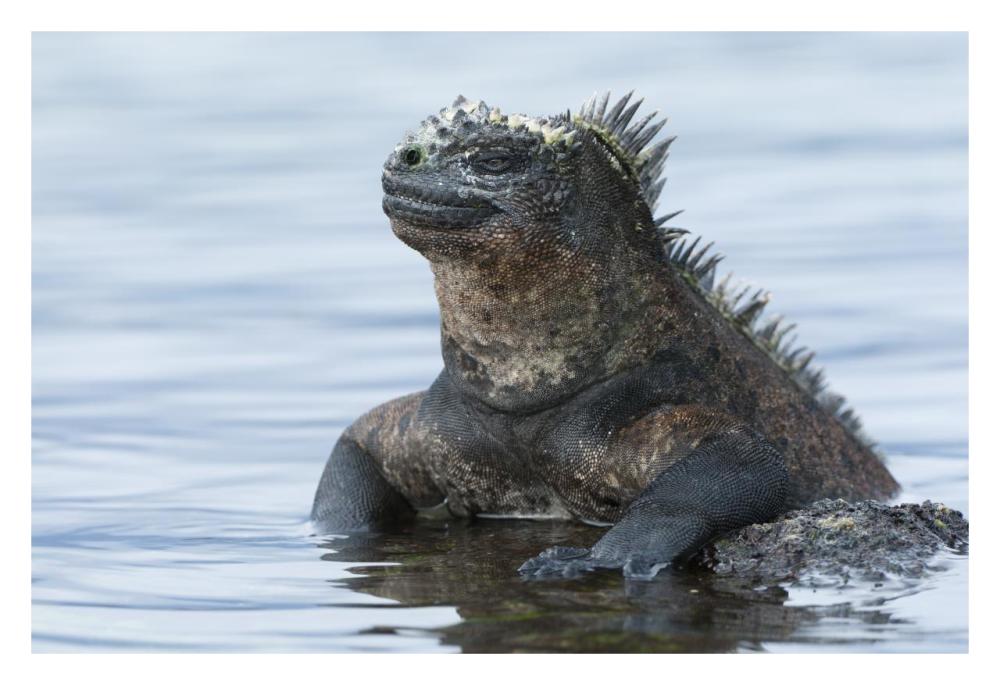 Marine Iguana on rock in shallow water, Galapagos Islands, Ecuador-Paper Art-32"x22"