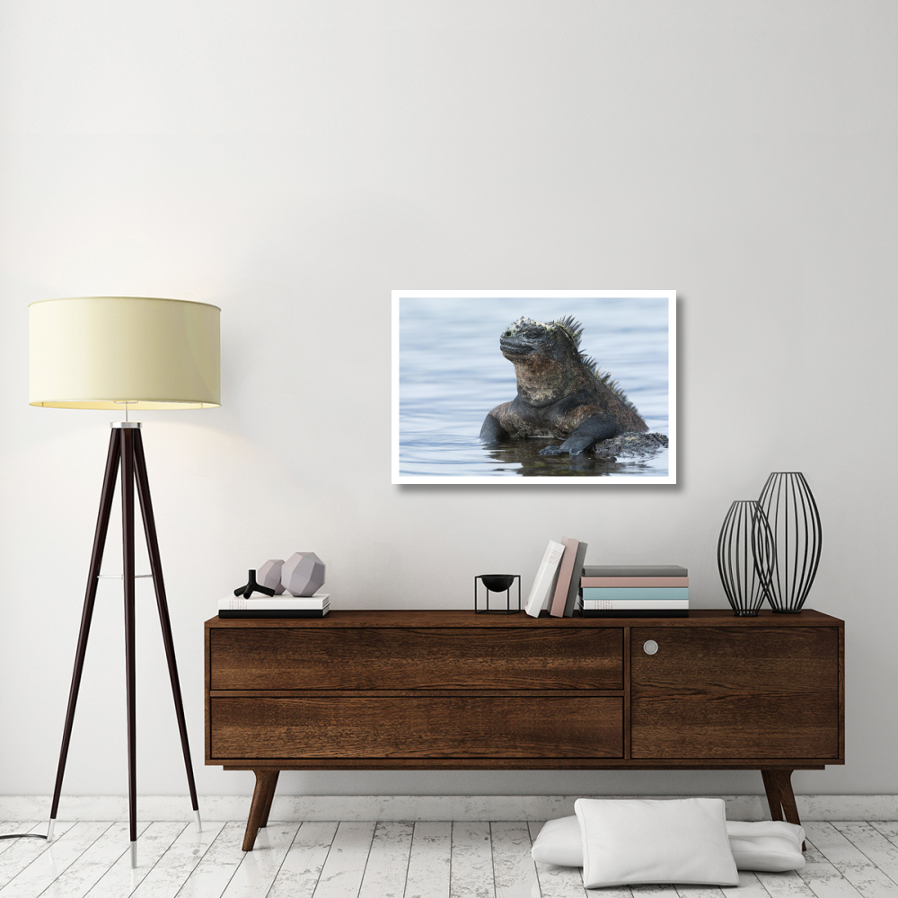 Marine Iguana on rock in shallow water, Galapagos Islands, Ecuador-Paper Art-38&quotx26"