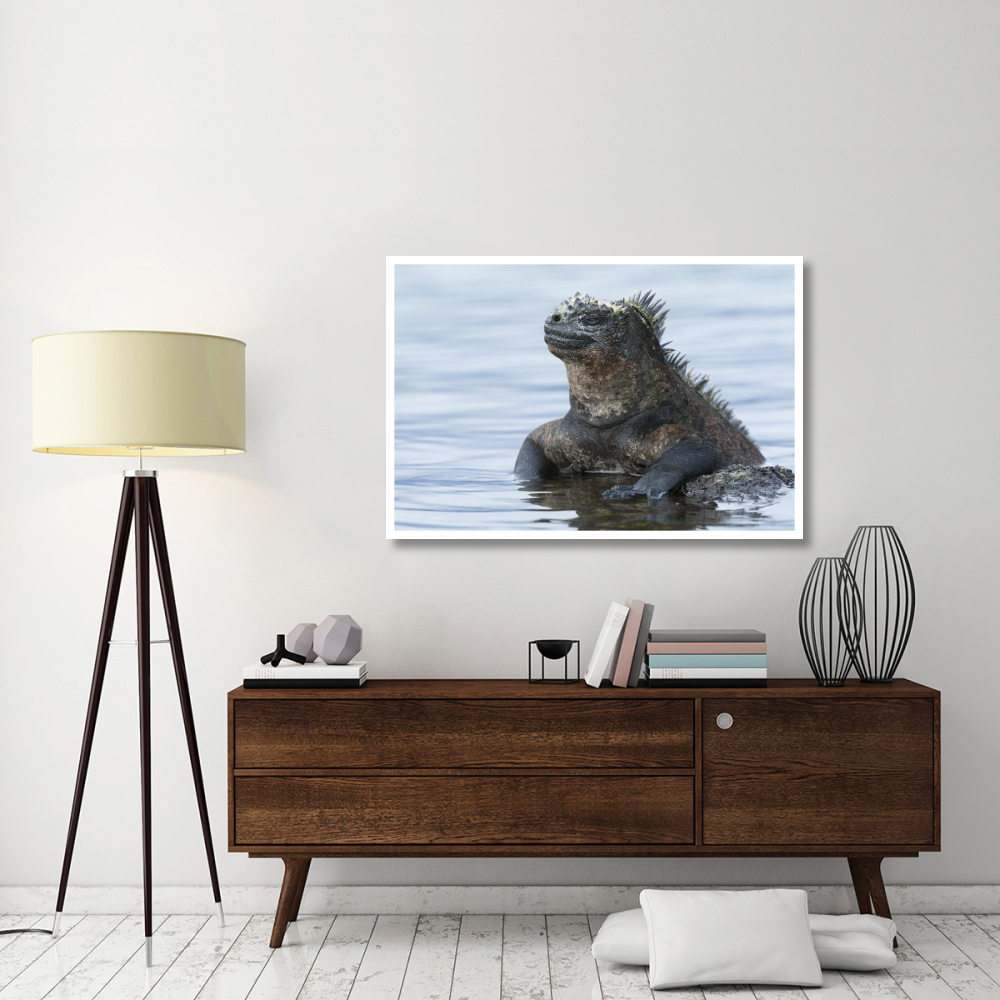 Marine Iguana on rock in shallow water, Galapagos Islands, Ecuador-Paper Art-50&quotx34"